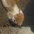 Young friendly kittens 2 thumbnail