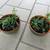 Pair Of Green Brown Rim Garden Pots With Succulents 2 thumbnail