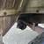 1975 Chevrolet C20 - Clean Oregon Truck - V8 4 Speed 19 thumbnail