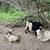 Fainting Bucks 3 thumbnail