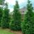 Thuja Green Giants For Privacy 2 thumbnail