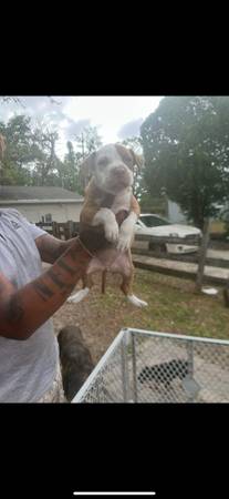 pit pup 1