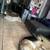 german shepherd 3 thumbnail