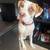 ReHoming loving pup 1 thumbnail