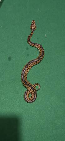 Baby ball python 1