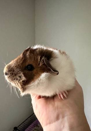 Male Guinea Pig (Bryan)63839342972163120