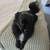 Rehoming pomeranian 2 thumbnail