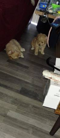 ?Lily-Ann's Beautiful Multipoo Pupps (Antioch)63862000287107120