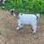 Register able Nigerian dwarf goats 2 thumbnail