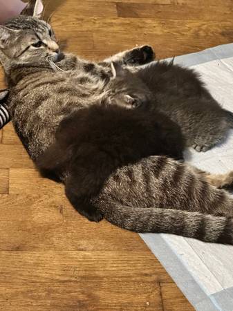 Kittens ready to go!63808881949955121