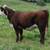 Quality Registered Polled Hereford Heifers. 1 thumbnail