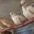 Doves 2 thumbnail