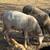 Barbados sheep 3 thumbnail