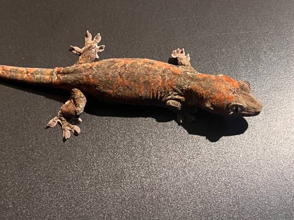 Chahoua geckos