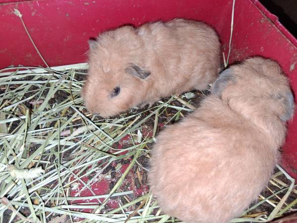 Bonded Guinea Pig Brothers (Lemon Grove)