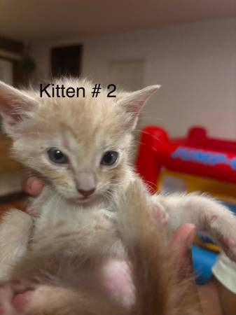 Gatitos gratis63865302797441123