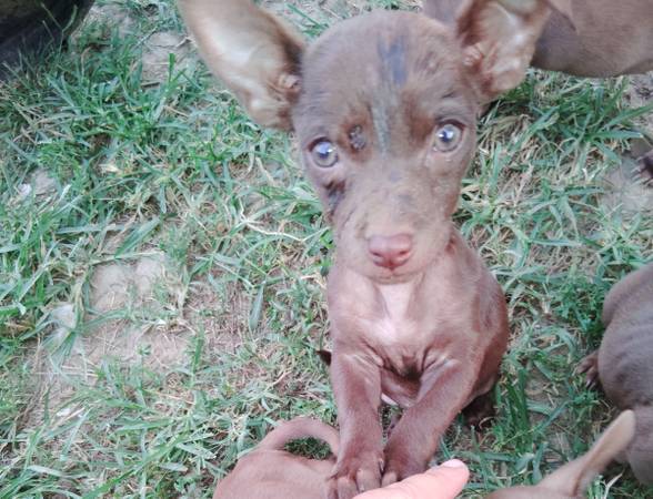 Chihuahua pups (Stella)63654750543233122