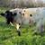 Mini Cattle /// Mini moos /// Miniature Cows 16 thumbnail