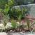 Fan Palms 3 thumbnail