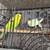 Parakeets 7 thumbnail