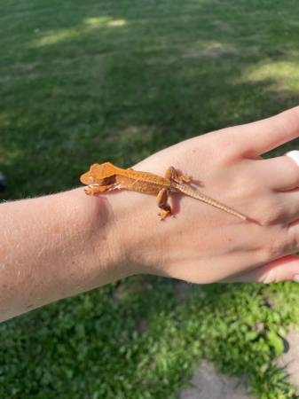 Hatchling crested geckos (Butler)63280374052993120