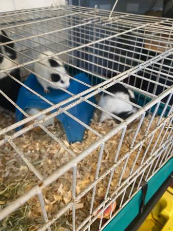 Guinea pigs need homes63667812773121122