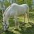 Grade Mare 8 thumbnail