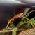 Bearded dragon 1 thumbnail