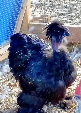 Roosters for sale 1