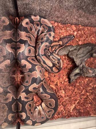 male ball python 1
