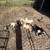 Goats for sale $50 each 1 thumbnail