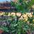 SOLD - Large Vtg Terracotta Pot MEYER LEMON Tree/Plant 16” Tall x 18.5 3 thumbnail