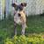 Blue Merle pup 3 thumbnail