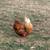Laying hens and roosters 7 thumbnail