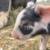 Piglets 3 thumbnail