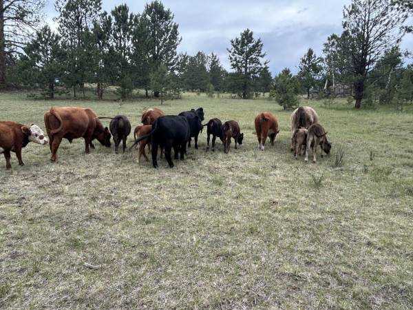 Grazing leases for ag status/fire mitigation 1