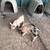 Feeder pigs 2 thumbnail