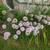 PERENNIAL PLANTS 6 thumbnail