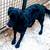 URGENT PLEASE HELP REHOME THESE DOGS 2 thumbnail