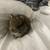 Netherland Dwarf Miniature Bunny Bunnies Rabbit 12 thumbnail