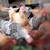 Buff orpinton x Crested cream legbar roosters 8 thumbnail