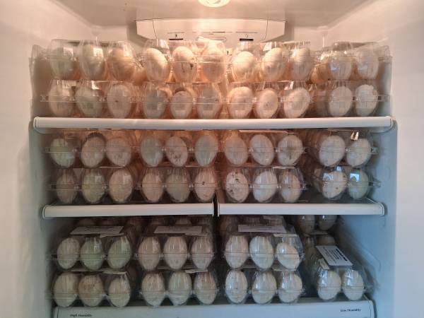 Duck Eggs 1