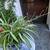 Spider Plant w/ Several Flowering Sprigs  in Blue and White Ceramic 4 thumbnail