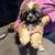 Shih tzu puppies. Ready for forever homes 1 thumbnail