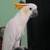 Citron-crested cockatoo 1 thumbnail