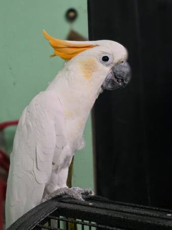 Citron-crested cockatoo 1