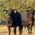 HEIFER CALFS 9 thumbnail