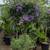 Solanum Patio Tree 6 thumbnail