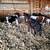 Crossbred steers 3 thumbnail