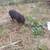 Pig 4 thumbnail